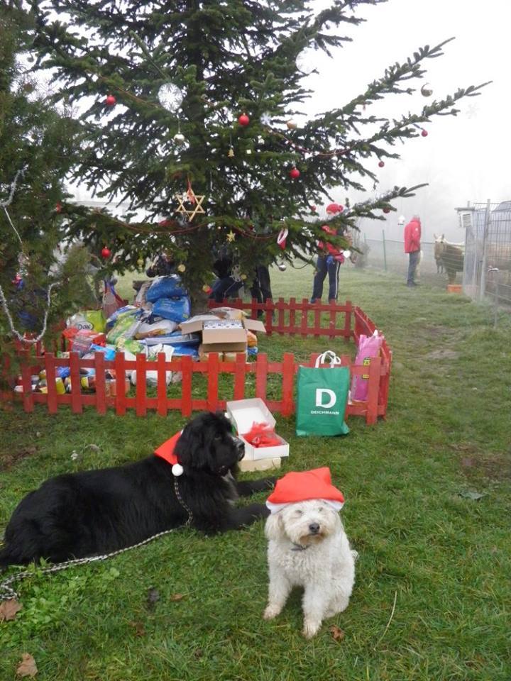 Gyűlnek az ajándékok a Misina menhelyen az Állatok Karácsonyán