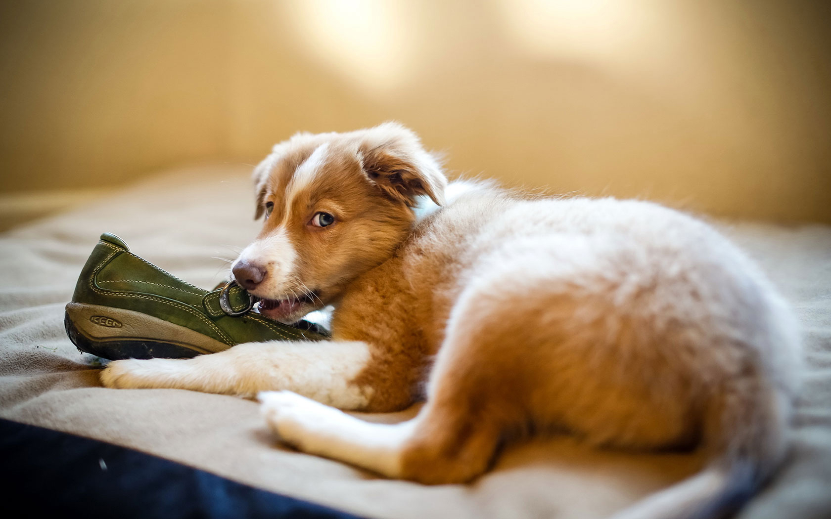 A fiatal kutya könnyen talál magának elfoglaltságot, míg egyedül van: például cipőt rág