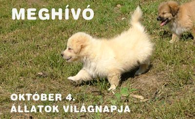 Állatok Világnapja Szentendrén 2015