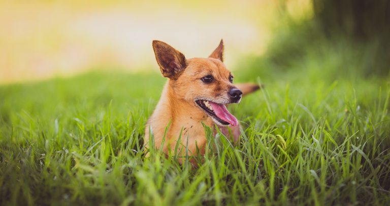 Nyáron a hőség mellett az allergia, a napégés és többféle kórokozó is veszélyt jelenthet kutyánkra.