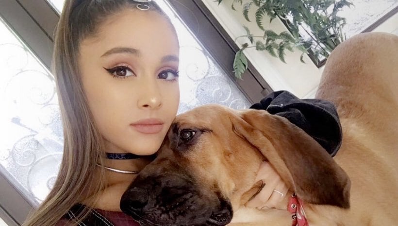Ariana Grande egyik kutyájával -Lafayette, az angol véreb