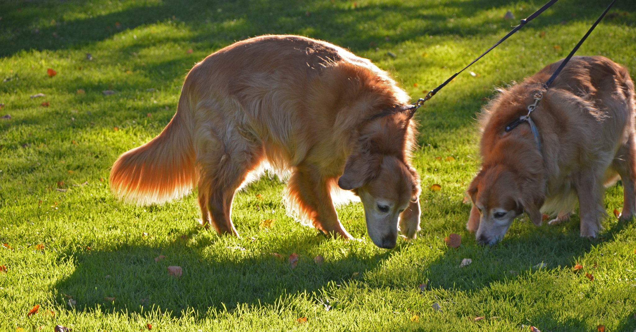 Számtalan információt képesek a kutyák a szagokból szerezni - nem csoda, hogy úgy le tudja kötni őket a szimatolás!