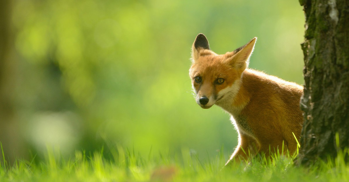 A rókák veszettség elleni immunizálása miatt rendelik el az ebzárlatot