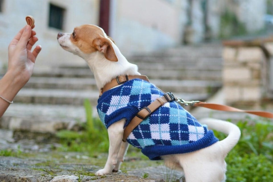 Egy kényelmes pulóver, kabát nem akadályozza a kutya mozgását