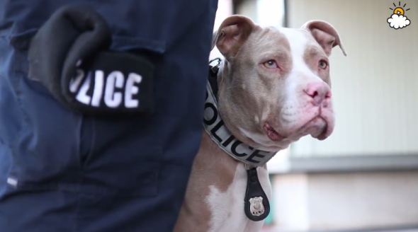 Új rendőrségi kutyák - pitbullok
