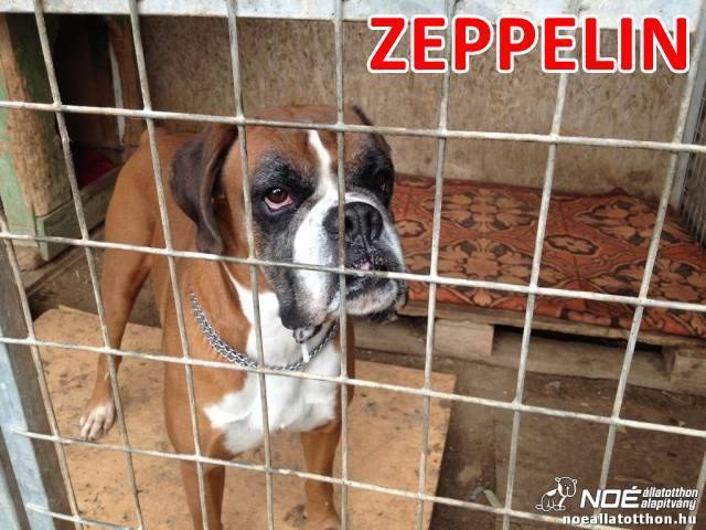 Megtalálták Zeppelint, a menhelyről lopott kutyát
