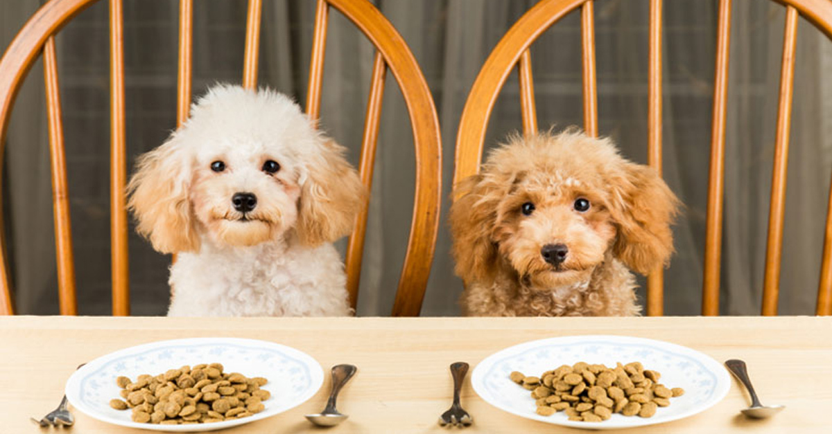 Jöhet a vacsora! De milyen táp kerüljön a kutya tányérjára?