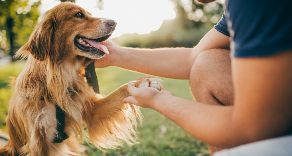 Hogyan legyél a kutyád legjobb barátja - Vigyázz rá felelősséggel, szeretettel