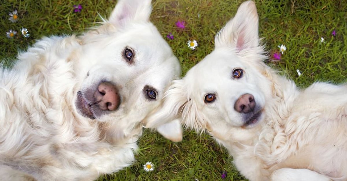 Kutyáink és társállataink jóllétének biztosítása és az állatvédelem kerül terítékre a kétnapos rendezvényen