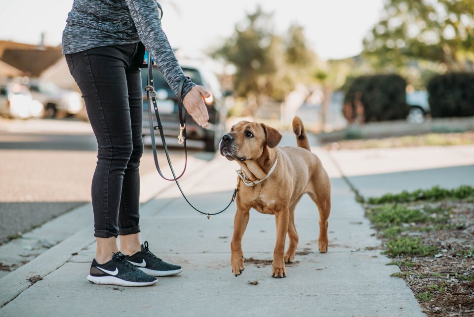 Hogyan legyél kutyád legjobb barátja - A közös séták, tanulás, új élmények erősítik a kapcsolatot