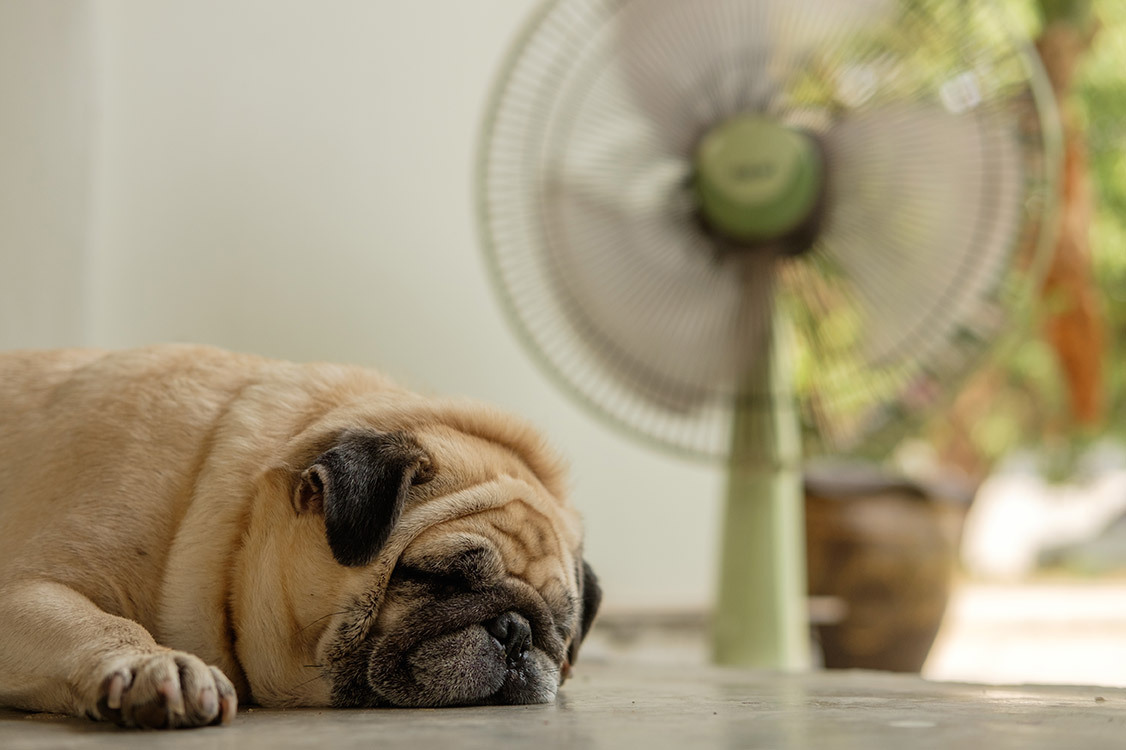 A rövid orrú kutyák nehezebben viselik a meleget a nyári hónapokban - Egy ventillátor is segíthet a hűtésben
