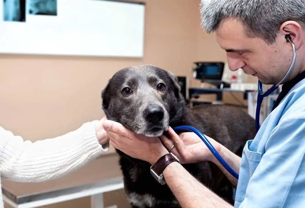 Kutya az állatorvosnál - Nemcsak idős korban fontosak a szűrővizsgálatok