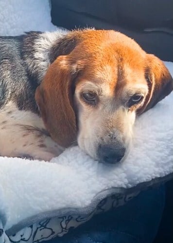 A szomorú beagle szinte belebújt a párnájába