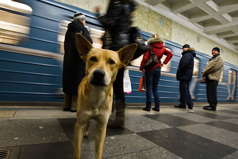 Kutyával a metrón - nagyon eltérőek a szabályok az egyes országokban