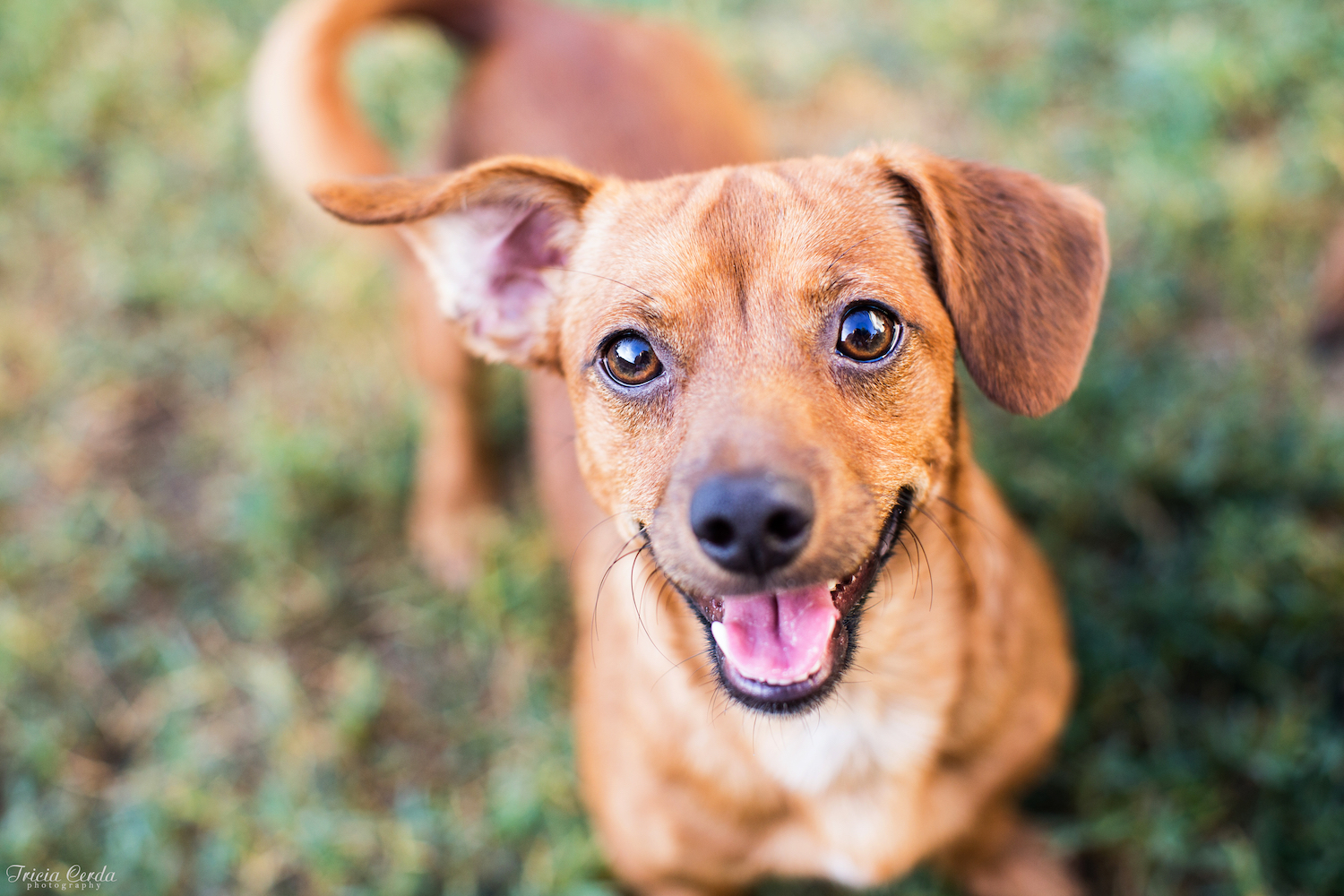 Arckifejezések kutyáknál - Csillogó tekintet, mosoly