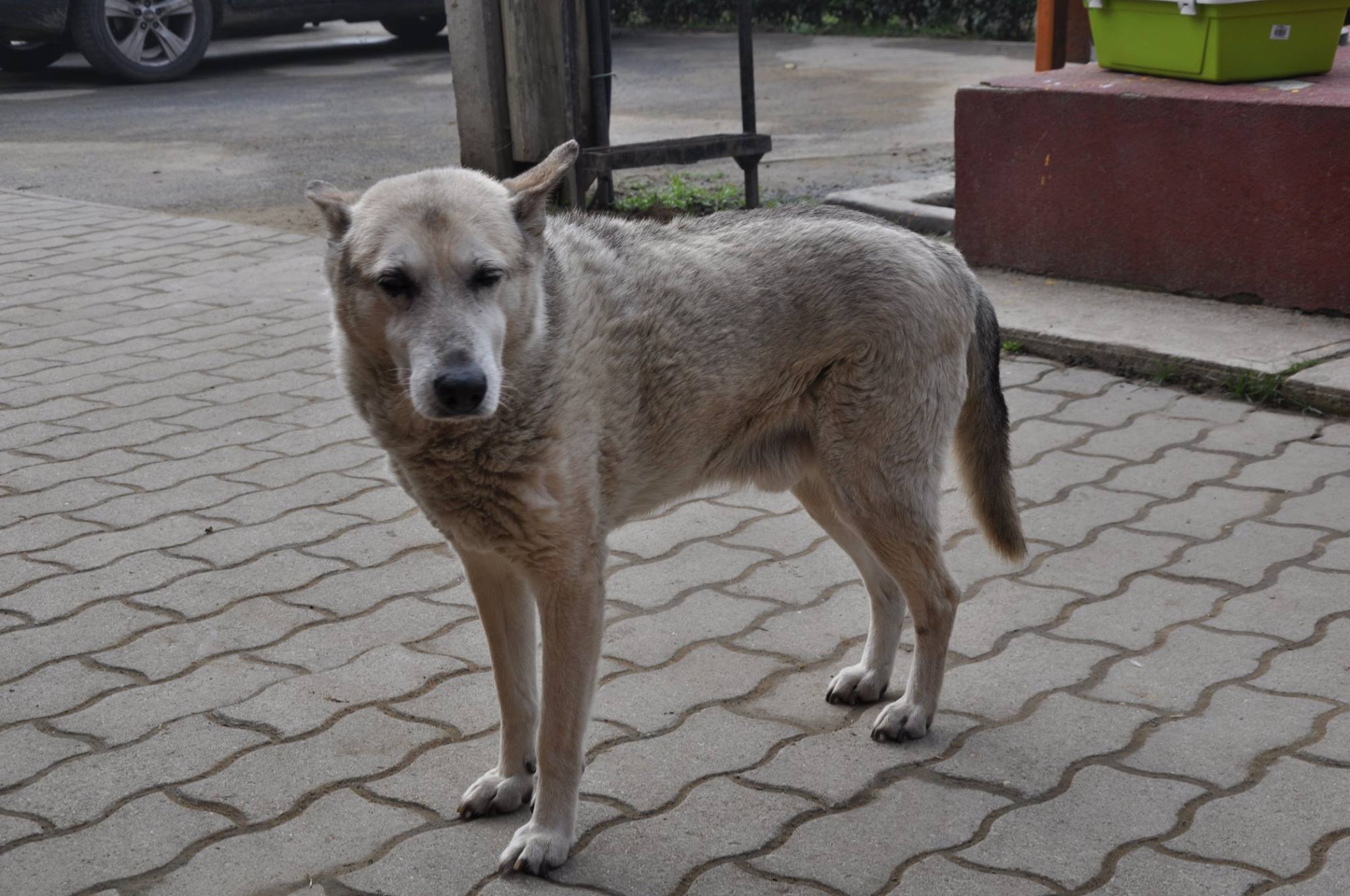 Buksi az ország legöregebb kutyusa volt