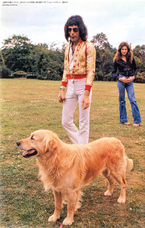 Freddie Mercury a golden retrieverrel Freddie Mercury a golden retrieverrel