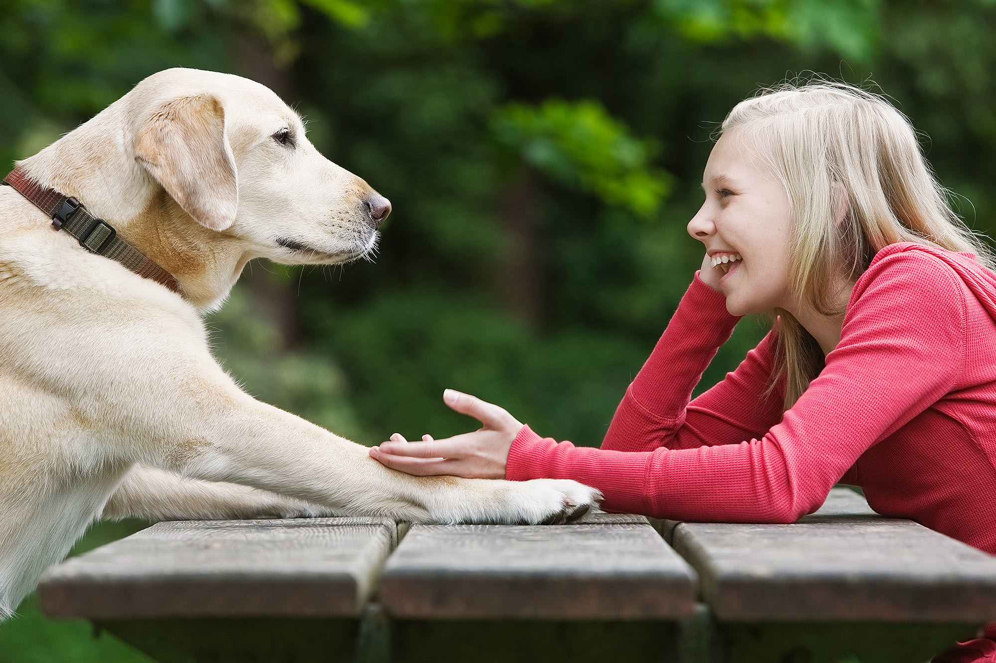A kutyaagy hatékonyabban elemzi a hozzá beszélő személy kilétét, mint a hallott beszédhangokat