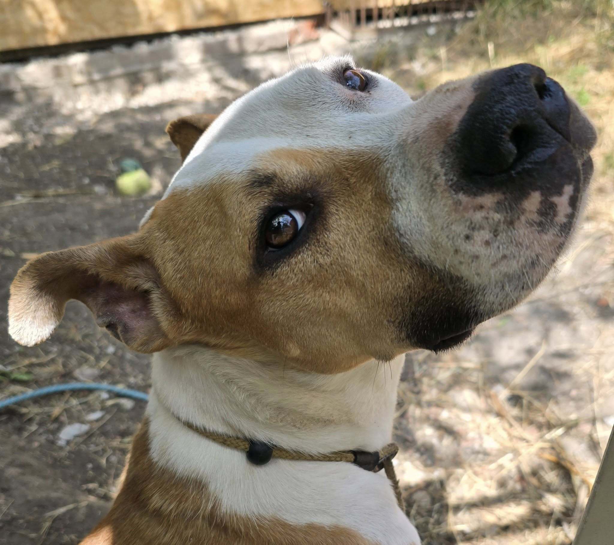 pitbull pitbull
