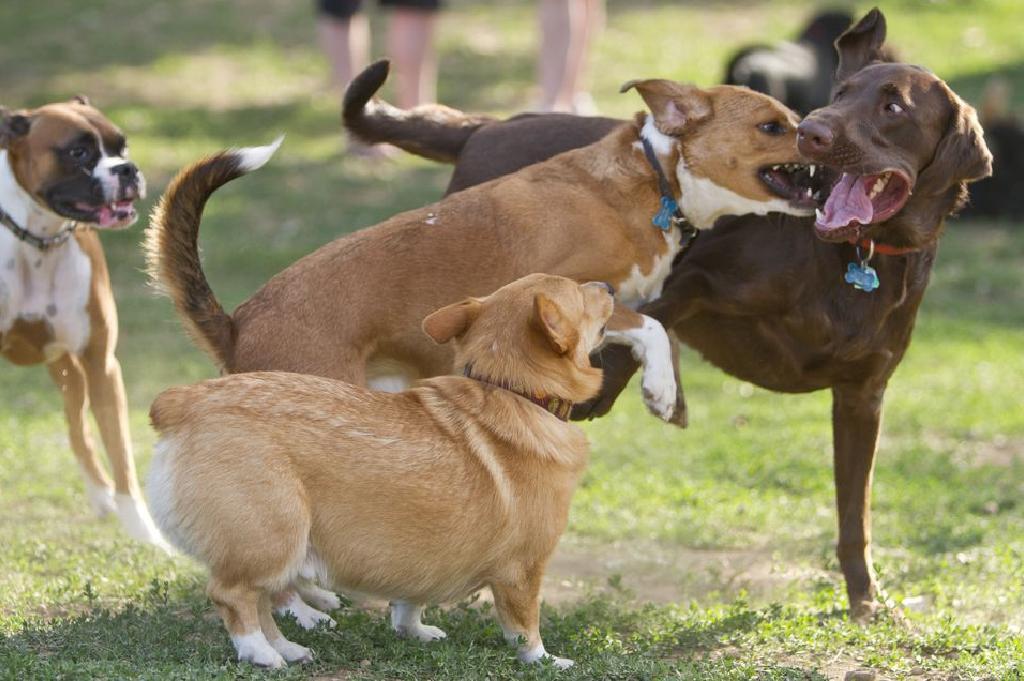 Kutyával a futtatón - Játék, birkózás, kergetőzés közben is figyelni kell a kutyákra