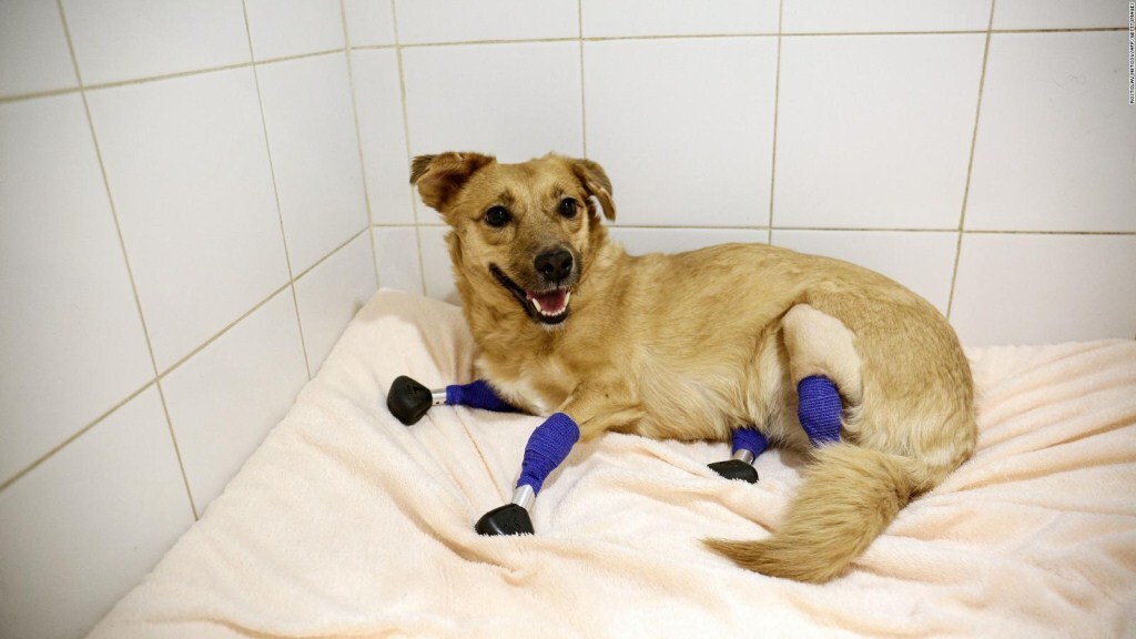 Monika, a protézissel élő kutya újra mosolyog