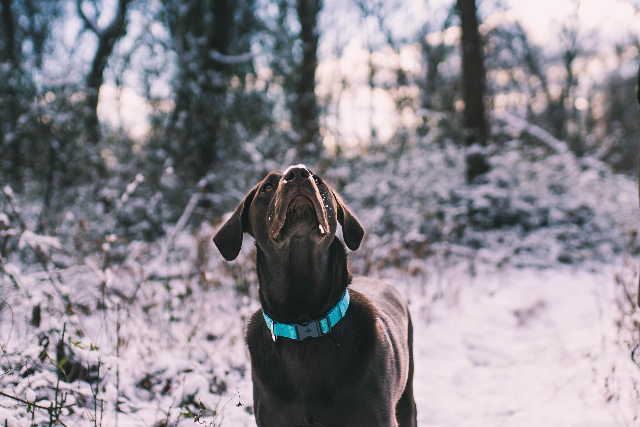 A téli időjárás veszélyessé tették az erdőket - jobb elkerülni és más útvonalat választani a kutyasétán, kiránduláson