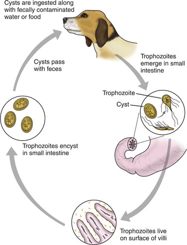 Ágensek enterobiasis kezelésére gyermekeknél Enterobiasis (pinworms)