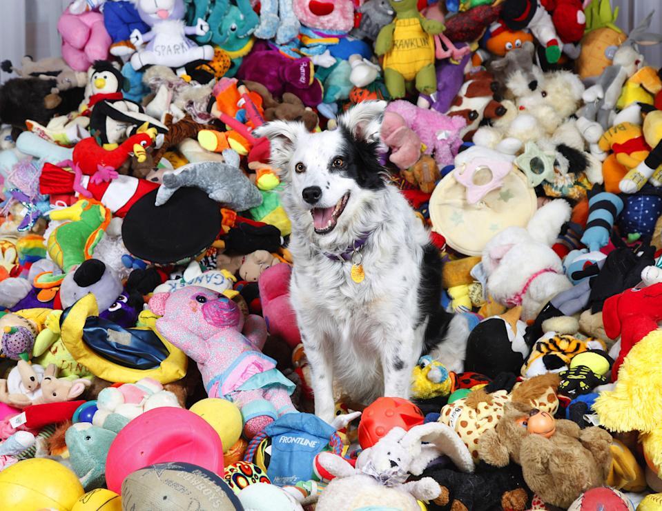 Chaser, a világ legokosabb kutyája több mint ezer szót ismert