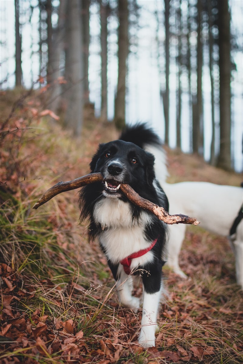 Közeledik az ősz - A kutyának ugyanúgy szüksége van a foglalkozásra, sétára, játékra, mint nyáron