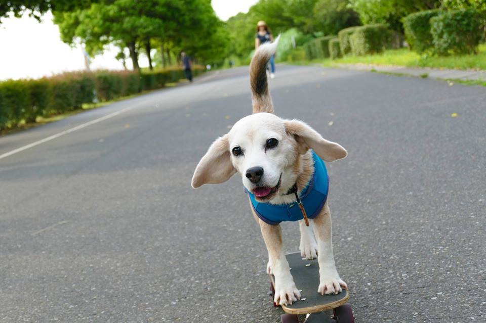 Purin, a beagle gördeszkával is ügyesen mozog