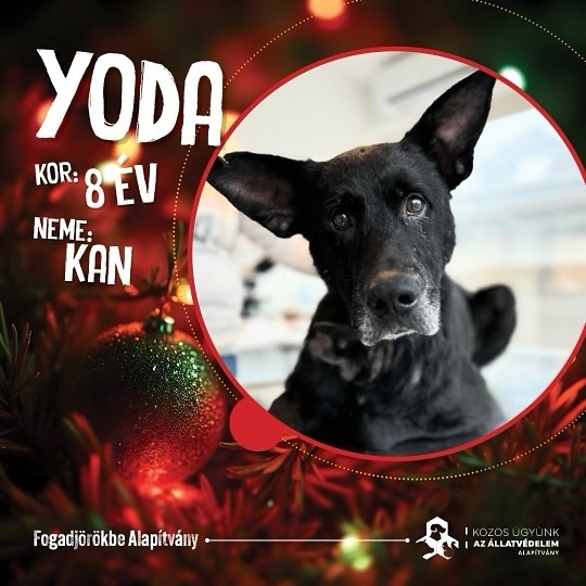 yoda örökbefogadható kutya