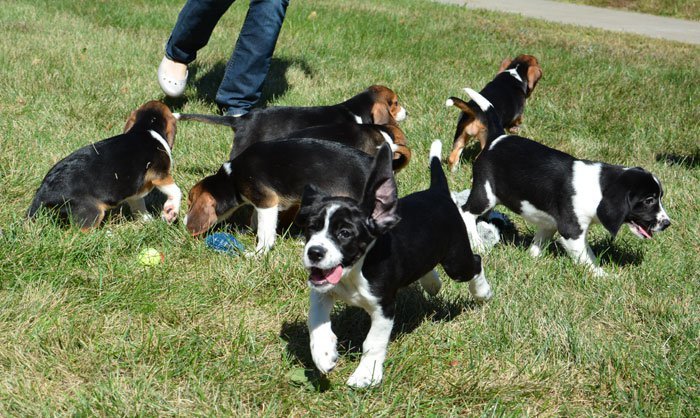 A lombik-program eredményei: két beagle és öt beagle-spániel keverék
