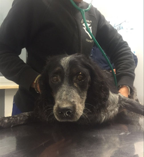 A kutya sértetlenül megúszta - megfigyelésre egy állatklinikára került