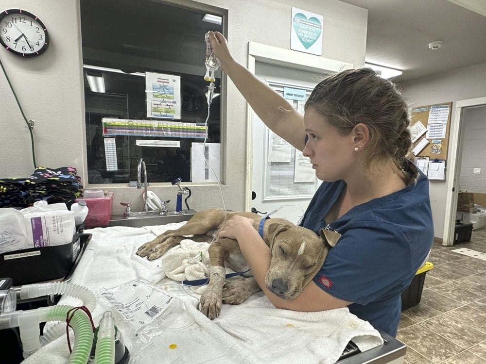 Tűz Maui szigetén - Egy sérült kutyát kezelnek az állatorvosi rendelőben