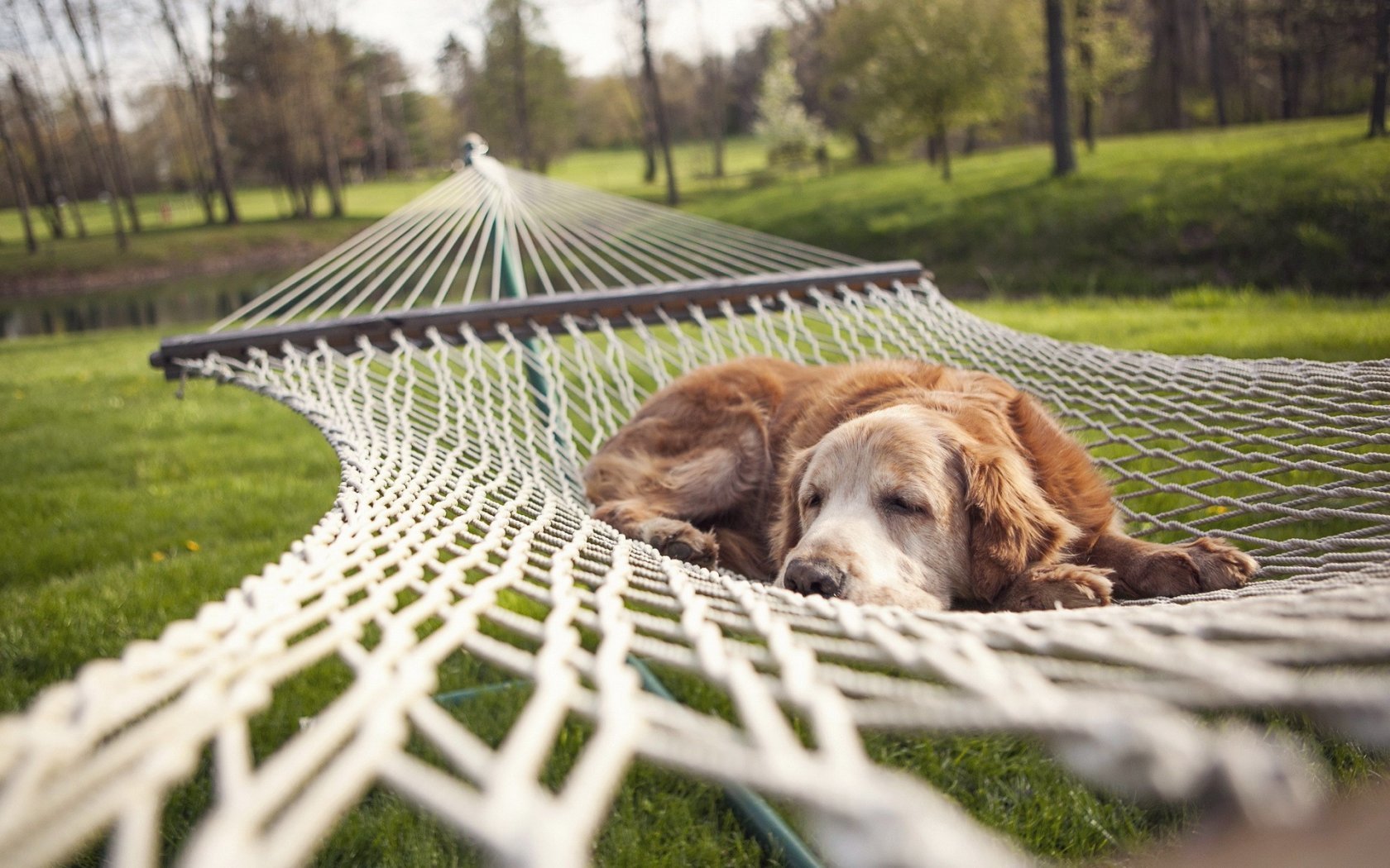 Az idős kutyák több alvást igényelnek