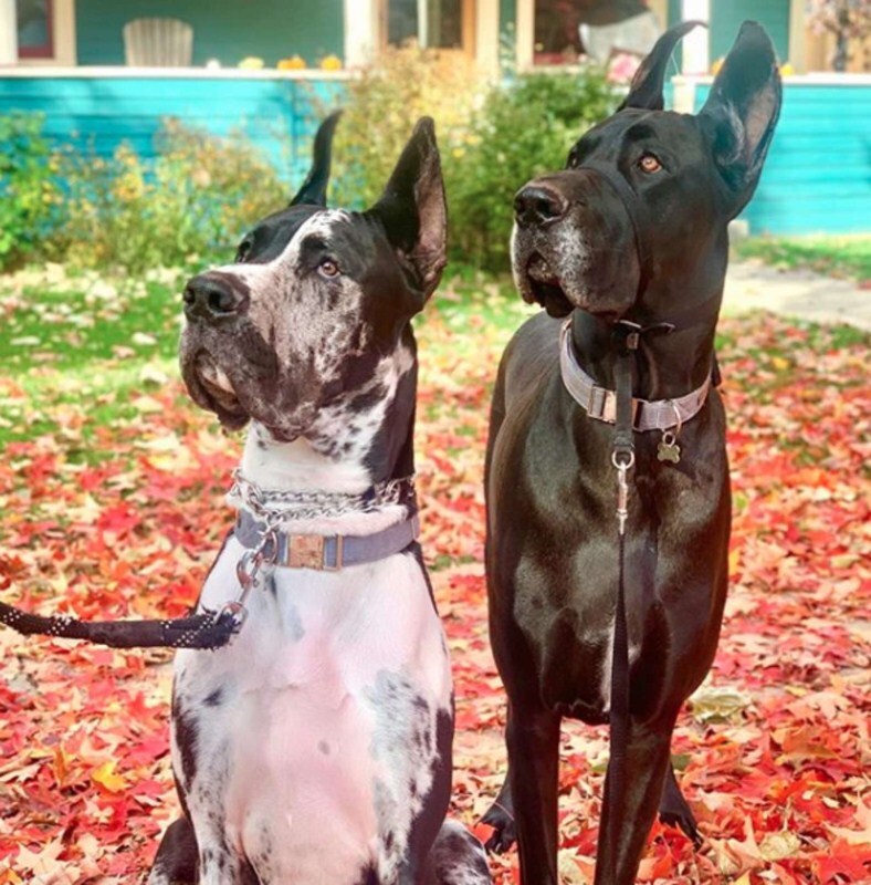 Vito és Bambino, a két német dog