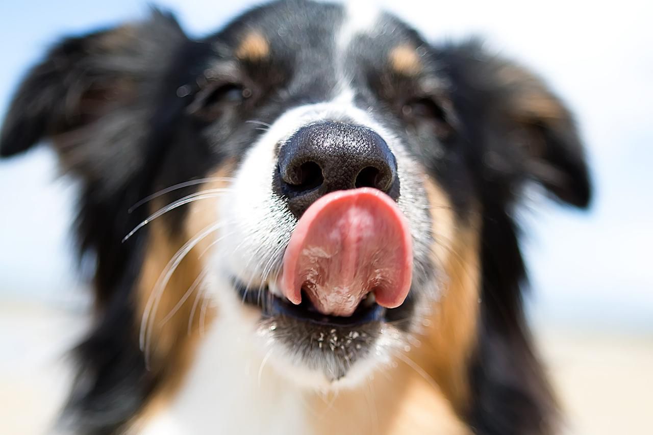 A hideg és nedves orr az egészséges kutya egyik jellemzője, de mi van ha száraz és meleg?