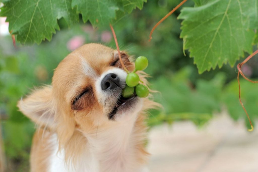 A megelőzés kulcsfontosságú - vigyázzunk arra, hogy kutyánk még véletlenül se egyen szőlőt, mazsolát