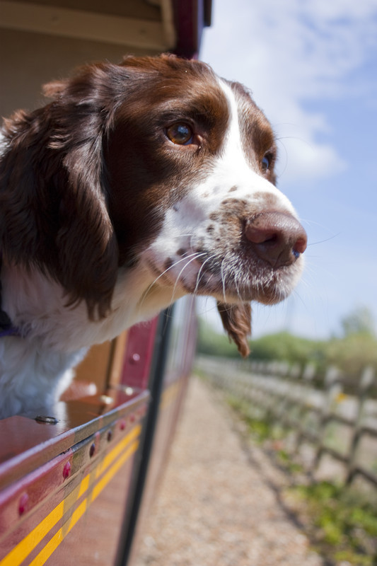 A merész kutya még a vonat ablakán is kinéz