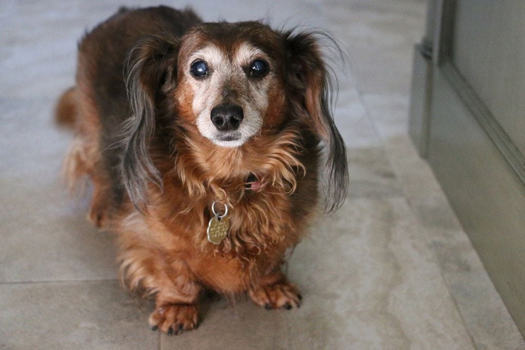 Cukorbetegség kutyáknál - Kezelés nélkül látásromlás jöhet létre, mely vaksághoz vezethet