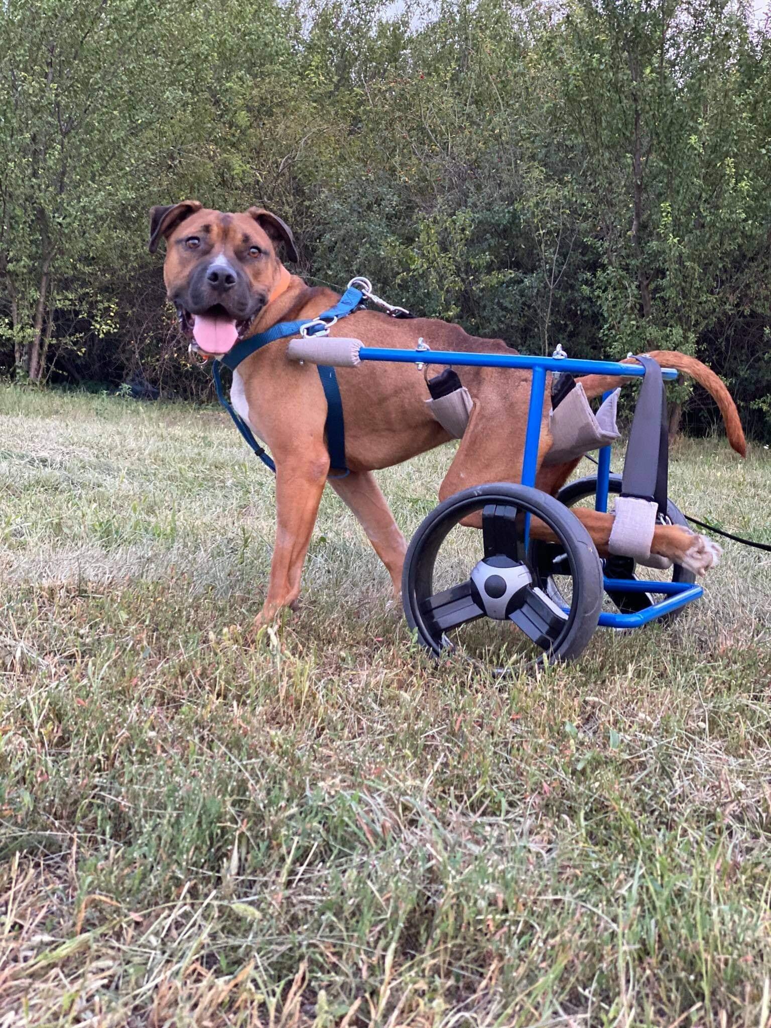 Egy kerekeskocsi visszaadhatja a mozgás szabadságát a kutyának