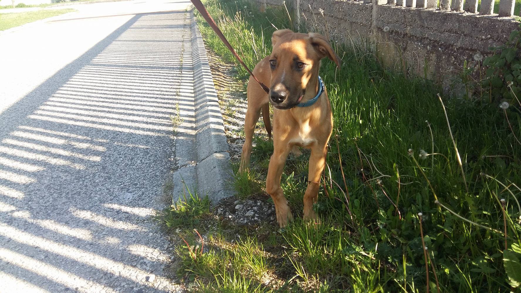Chivas, a mentett kutyus lába azonnali műtétre szorult