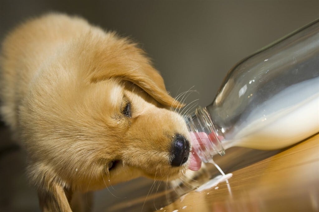 A tej édes ízének a kutyák sem tudnak ellenállni, de kaphatnak belőle?