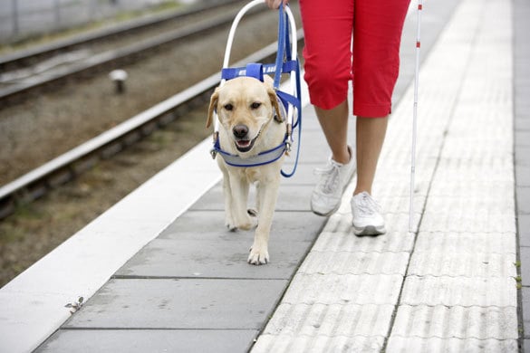 A zajos gyerekkor után a peronon is biztonsággal közlekedik a kutya