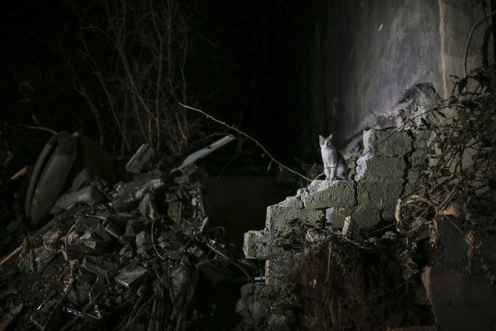 Éjjelente előbújnak a félénk macskák is a katasztrófa helyszínén