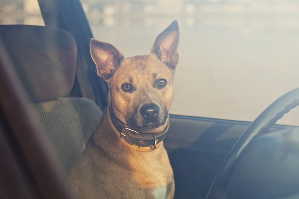 Szén-monoxid mérgezés - Ne hagyjuk a kutyát zárt térben autóban, járó motor mellett