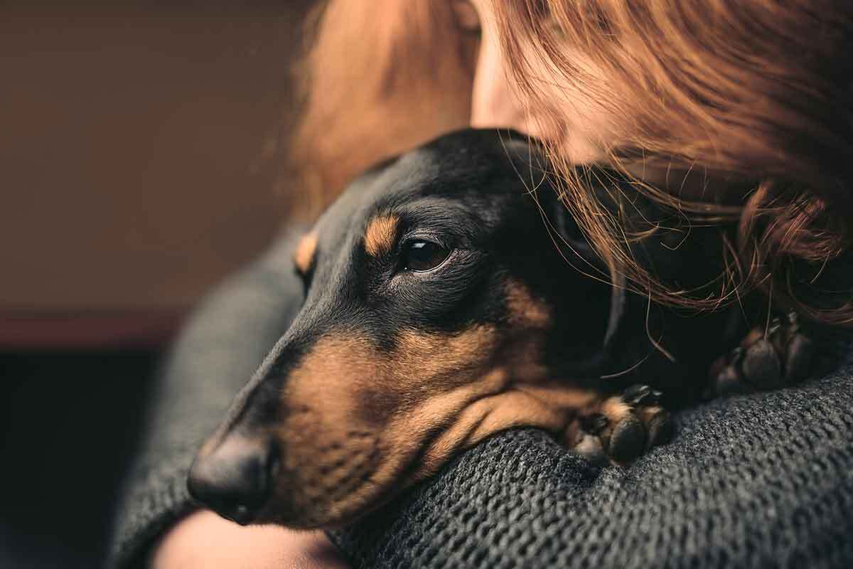 Egy kutya közelsége jótékony hatással van az emberre
