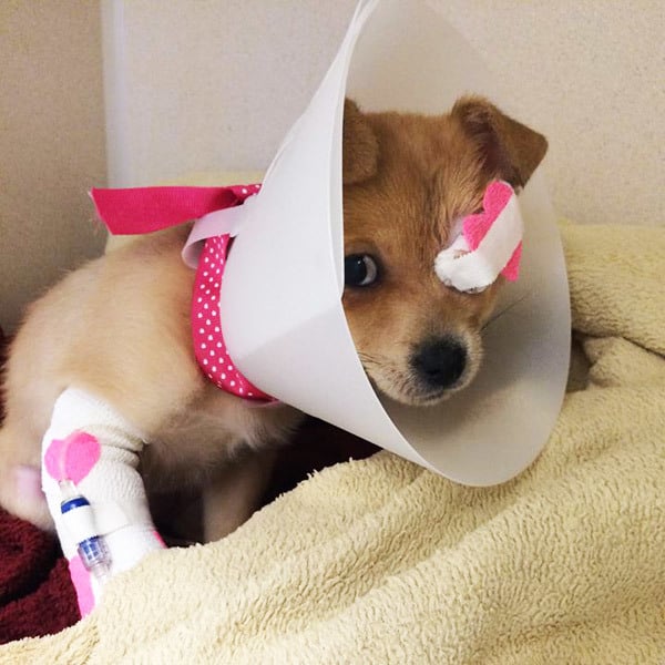 Szemműtét után tölcsér kerül a kutyára 