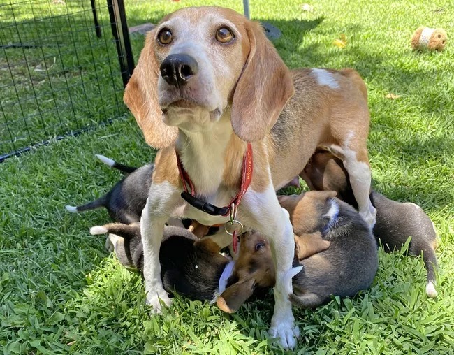 A kísérleti telepről mentett idős beagle, Mia mama és kölykei