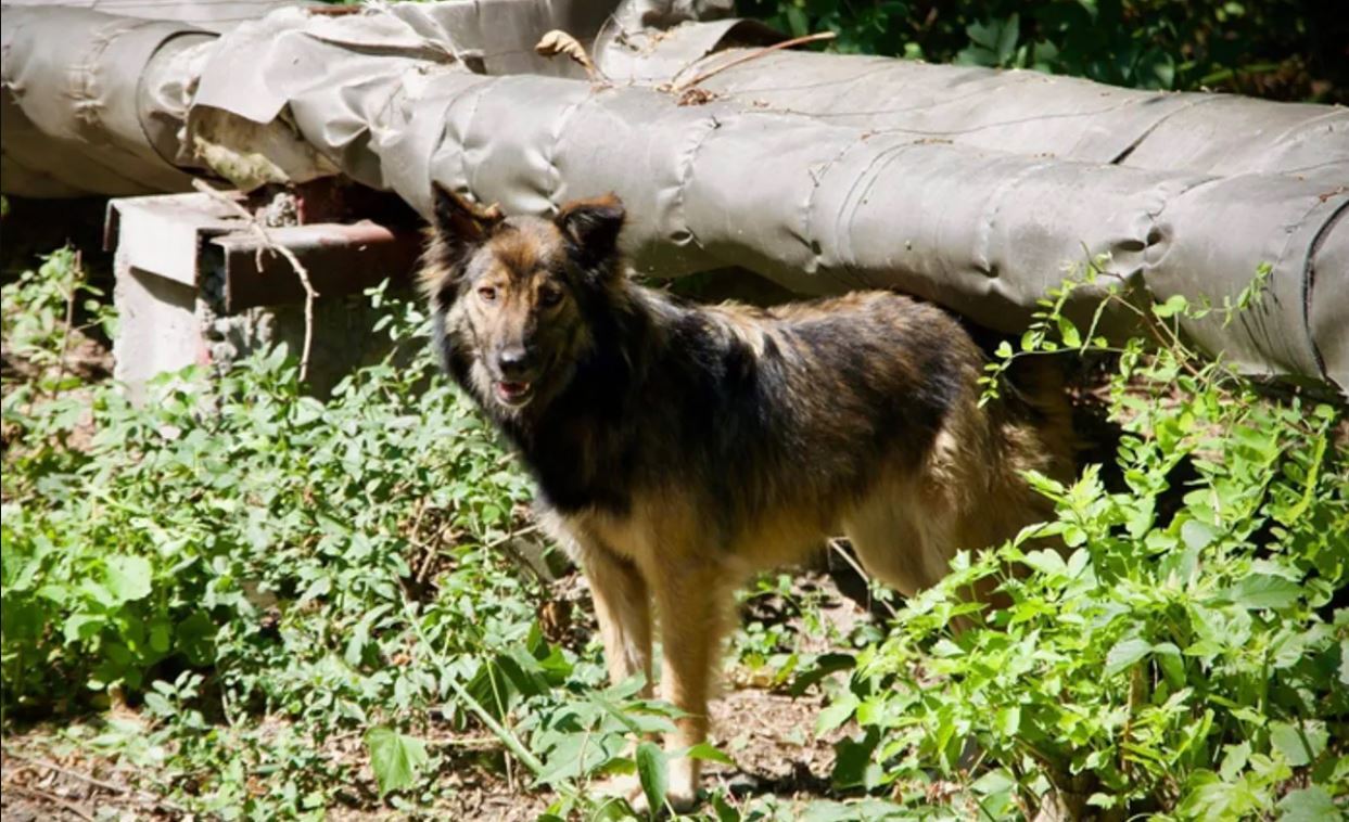 Sok helyi kutya talált menedéket elhagyatott épületekben vagy építési övezetekben a nukleáris tilalmi zónán belül.